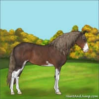 Horse Color:Liver Chestnut Sabino