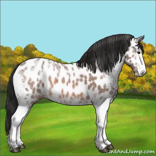 Horse Color:White Spotted Bay Ice Appaloosa 