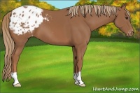 Horse Color:Chestnut Appaloosa
