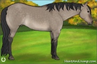 Horse Color:Brown Dun 