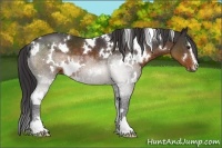 Horse Color:White Spotted Buckskin Sabino 