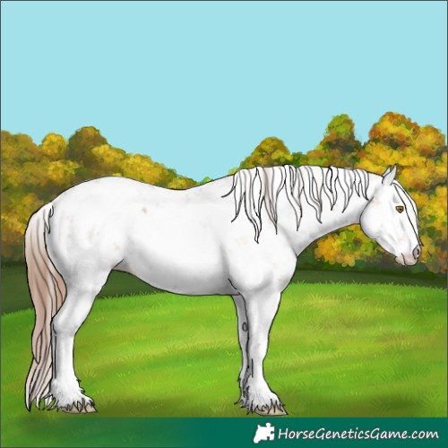 Horse Color:Brown Pearl Sabino Rabicano 