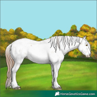 Horse Color:Brown Pearl Sabino Rabicano