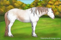 Horse Color:White Spotted Buckskin Pearl 