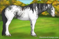 Horse Color:White Spotted Black Sabino