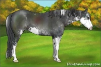 Horse Color:Black Sabino