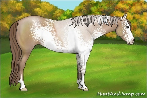 Horse Color:White Spotted Black Pearl Sabino Rabicano