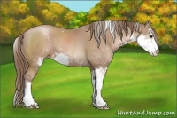 Horse Color:Black Pearl Sabino