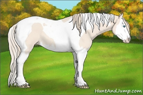 Horse Color:Perlino Roan Splash Tobiano