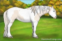 Horse Color:Perlino Roan Splash Tobiano