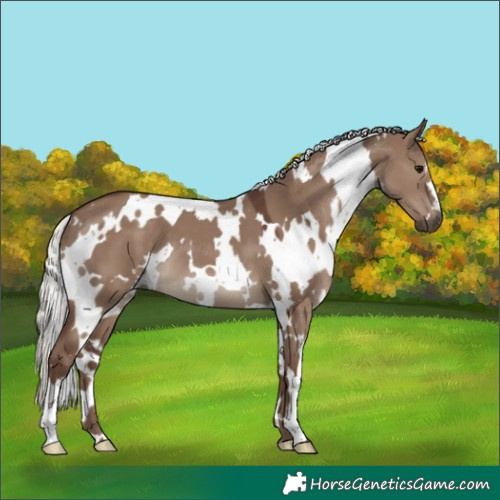 Horse Color:White Spotted Silver Grullo