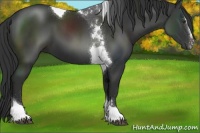Horse Color:Liver Chestnut Sabino Tobiano 