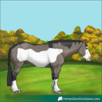 Horse Color:Platinum Grullo Frame 