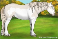 Horse Color:Smoky Creme Roan Splash Frame Rabicano