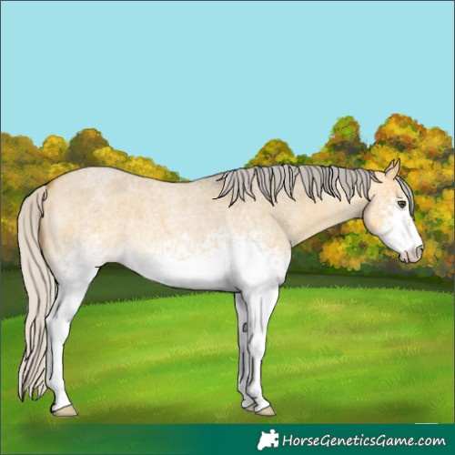 Horse Color:White Spotted Silver Buckskin Roan Dun 