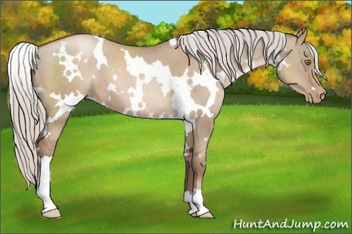 Horse Color:White Spotted Silver Grullo Pearl Sabino Brindle 