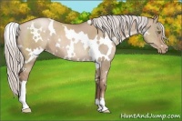 Horse Color:White Spotted Silver Grullo Pearl Sabino Brindle