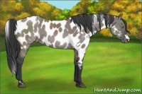 Horse Color:White Spotted Grullo Near Leopard Brindle 