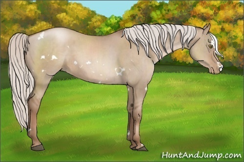 Horse Color:White Spotted Silver Grullo Pearl Sabino Rabicano Brindle 