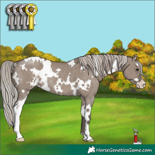 Horse Color:White Spotted Silver Grullo Sabino Rabicano Brindle 