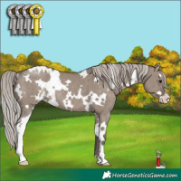Horse Color:White Spotted Silver Grullo Sabino Rabicano Brindle 