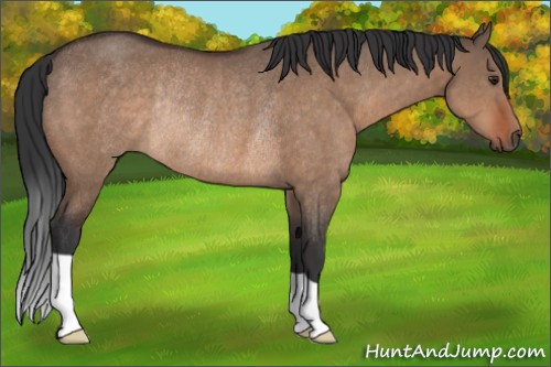 Horse Color:Brown Dun Rabicano 