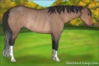 Horse Color:Brown Dun Rabicano 