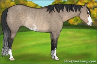 Horse Color:Brown Dun Sabino Rabicano 
