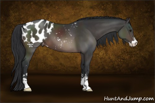 Horse Color:Brown Sabino Appaloosa 