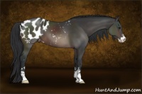 Horse Color:Brown Sabino Appaloosa 