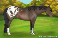 Horse Color:Brown Appaloosa 