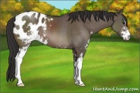Horse Color:Brown Dun Sabino Varnish
