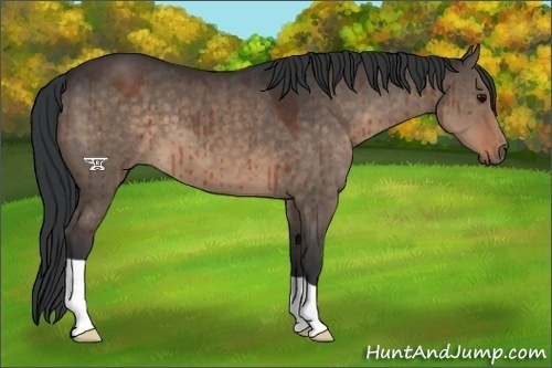 Horse Color:Brown Dun