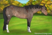 Horse Color:Brown Dun 