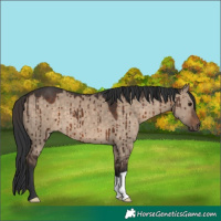 Horse Color:Brown Dun Brindle 