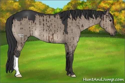 Horse Color:Brown Dun 