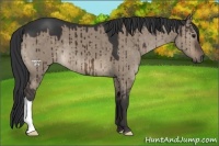 Horse Color:Brown Dun 