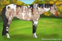 Horse Color:White Spotted Brown Dun 