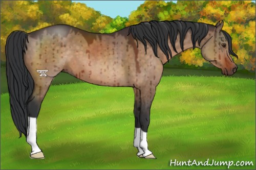 Horse Color:Brown Dun