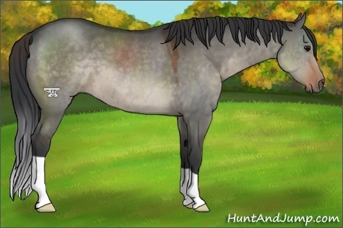 Horse Color:Brown Dun