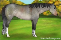 Horse Color:Brown Dun 