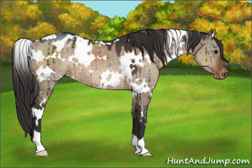 Horse Color:White Spotted Brown Dun Appaloosa 