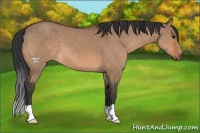Horse Color:Bay Dun 