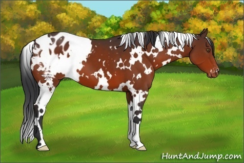 Horse Color:White Spotted Brown Varnish