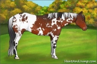 Horse Color:White Spotted Brown Varnish 