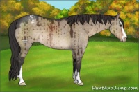 Horse Color:Brown Dun Sabino Appaloosa