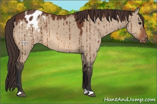 Horse Color:Bay Dun Appaloosa 