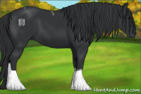 Horse Color:Black Tobiano 