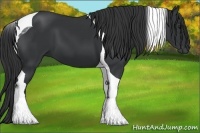 Horse Color:Black Tobiano 