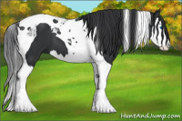 Horse Color:Black Splash Tobiano